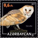 Barn Owl (Tyto alba)
