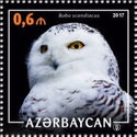 Snowy Owl (Bubo scandiacus)