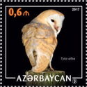 Barn Owl (Tyto alba)