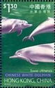 Chinese White Dolphin (Sousa chinensis)