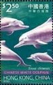 Chinese White Dolphin (Sousa chinensis)
