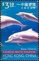 Chinese White Dolphin (Sousa chinensis)