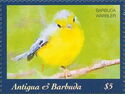 Barbuda Warbler (Setophaga subita)