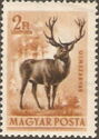 Red Deer (Cervus elaphus)