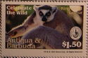 Ring-tailed Lemur (Lemur catta)