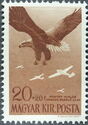 White-tailed Sea-eagle (Haliaeetus albicilla), Aircraft
