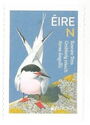 Roseate Tern (Sterna dougallii)