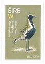 European Golden Plover (Pluvialis apricaria)