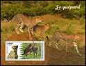 Cheetah (Acinonyx jubatus)