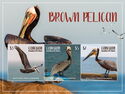Brown Pelican