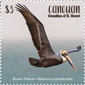 Brown Pelican (Pelecanus occidentalis)