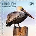 Brown Pelican (Pelecanus occidentalis)