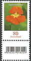 Nasturtium (Tropaeolum majus)