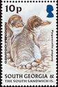 Gentoo Penguin (Pygoscelis papua) - chick