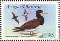 Brown Booby (Sula leucogaster)