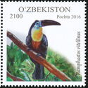 Channel-billed Toucan (Ramphastos vitellinus)