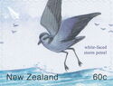 White-faced Storm-petrel (Pelagodroma marina)