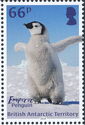 Emperor Penguin (Aptenodytes forsteri) - chick