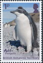 Adélie Penguin (Pygoscelis adeliae)
