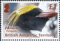 Macaroni Penguin (Eudyptes chrysolophus)