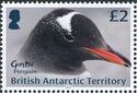 Gentoo Penguin (Pygoscelis papua)