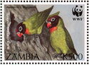 Black-cheeked Lovebird (Agapornis nigrigenis)