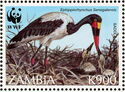Saddle-billed Stork (Ephippiorhynchus senegalensis)