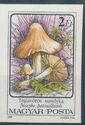 Red-staining Inocybe (Inocybe patouillardi)