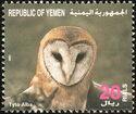 Western barn owl (Tyto alba)