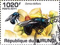 Osmia ribifloris
