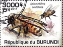 Apis mellifera scutellata