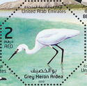 Grey Heron (Ardea) (see Description)