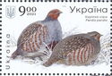 Grey Partridge (Perdix perdix)