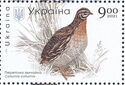 European Quail (Coturnix coturnix)