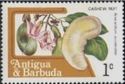 Cashew Nut (Anacardium occidentale)