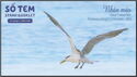 Greater Crested Tern (Thalasseus bergii)