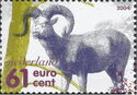 Mouflon (Ovis ammon musimon)