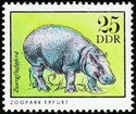 Pygmy Hippopotamus (Choeropsis liberiensis)