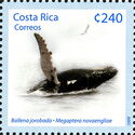 Humpback Whale (Megaptera novaeangliae)