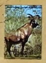 Roan Antelope (Hippotragus equinus)