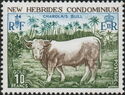 Charolais Bull