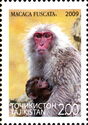 Japanese Macaque (Macaca fuscata)