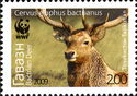 Bactrian Deer (Cervus elaphus bactrianus), Stag