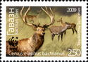 Bactrian Deer (Cervus elaphus bactrianus), Stag and Hinds