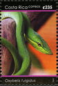 Green Vine Snake (Oxybelis fulgidus)