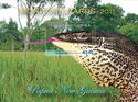 Monitor Lizards 2011