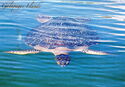 Galapagos - Sea Turtle