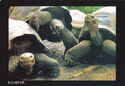 Galapagos - Giant Tortoise (Geochelone elephantopus)