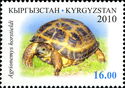 Russian Tortoise (Agrionemys horstieldi)