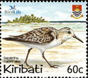 Sanderling (Calidris alba)